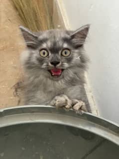 Persian
