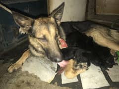 German shepherd puppy for 20000