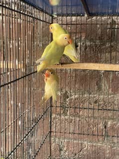 Lovebird creamino Red eye