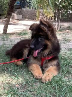 German shepherd puppy 03033475351 Whatsapp number