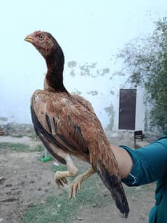 Aseel Lakhi Pathi