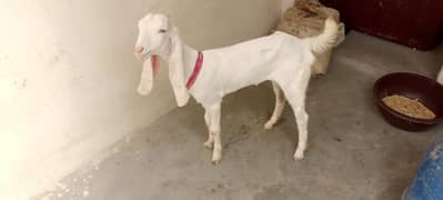 Bakra bakri gulabi