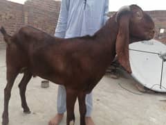kobsort bkra fareh 4dant  03004021429