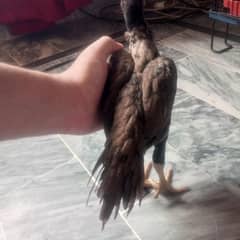 parrot beak Indian long tail 1 pair for sale