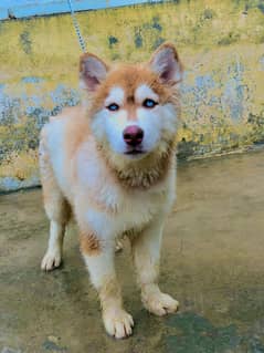 Siberian Husky Puppy | wolly coat dog | Husky puppies | Husky pair
