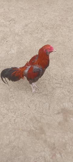 aseel
