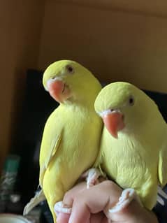 Yellow Ringneck tamed pair