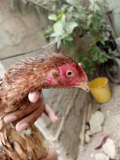 Aseel Mianwali Hen Misri Hen