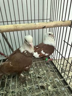 Lal karbalai gandedar pair