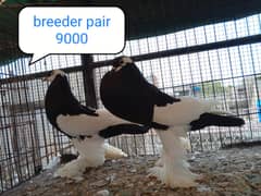 fancy pigeon | kabutar| Jacobin|  frillback saddle | amarican fantail|