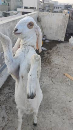 Gulabi Kapli Bakri