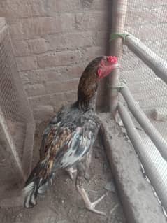 8aseel murga