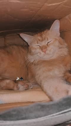 phareshan cat