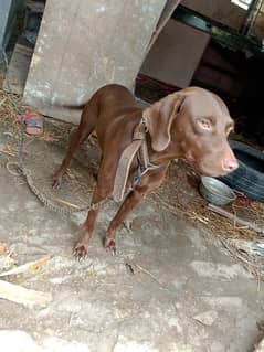 pointer