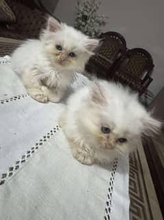 Persian kitten