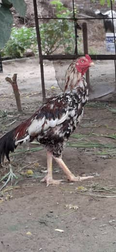 for sale