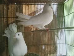 laka, sentient, shehrazi kaboter,pigeon