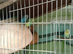 budgie parrot patthay