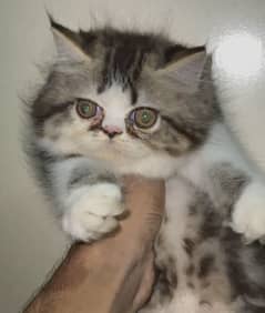 Persian