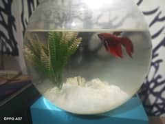 Betta