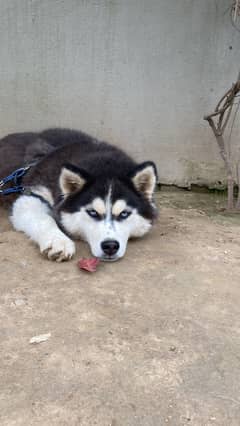Siberian Husky young female for sale in Islamabad