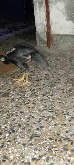aseel Thai very important chick
