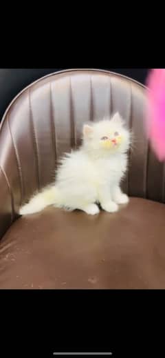 Persian