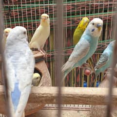 9 Australian parrots with cage 2 breeding box and 3 eggs
