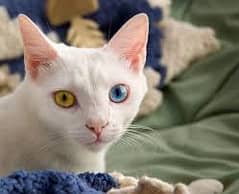 Persian