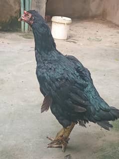 pure black aseel murge