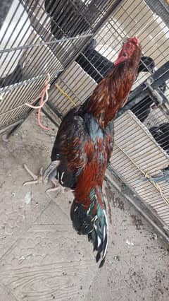 اصیل مرغا عمر ایک سال چار ماہ اور اس کے بچے عمر چار ماہ