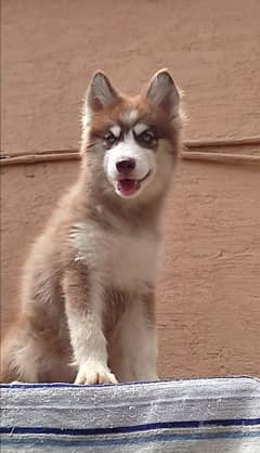 Husky puppies available for sale .