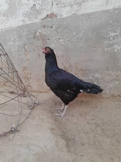 for sale