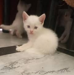 Persian