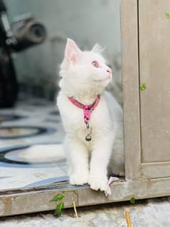 Persian