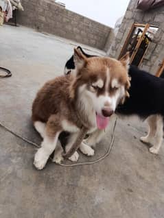 husky