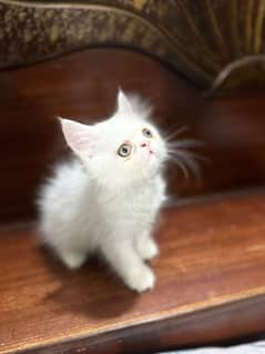 Persian