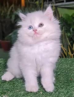PERSIAN
