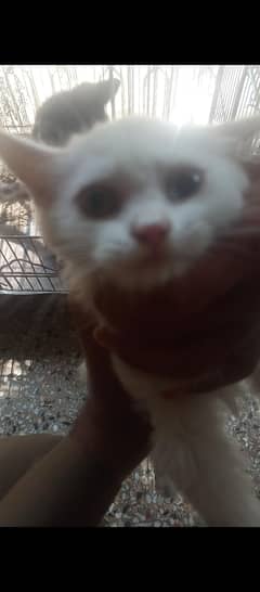 Persian kitty cat