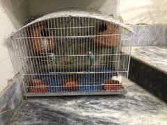 Parrot with cage