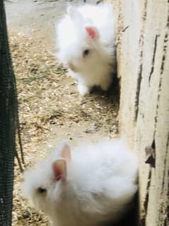 Angora