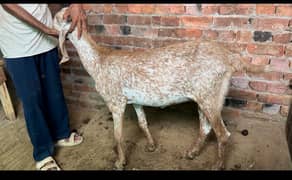 makhi cheeni bakri for sale