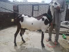 Beautiful Desi and Makki cheeni bakri for sale