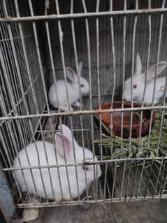 Rabbits