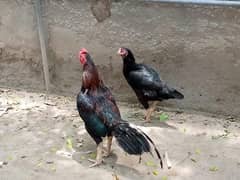 Aseel pair