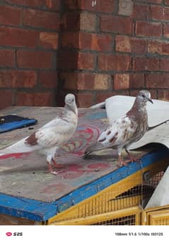 pigeon
