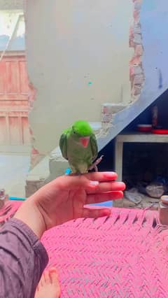 Parrots baby