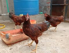 RIR Heritage Males