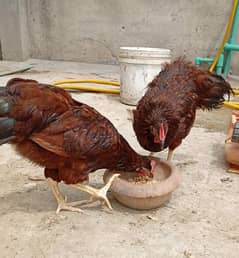 RIR Heritage Males
