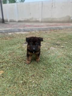 Vaccination and deworming done